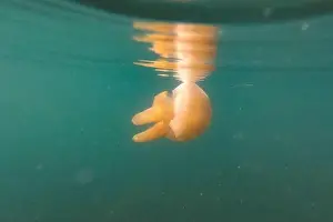 Ocean Reef Prints: Jellyfish swimming in the ocean