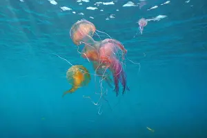 Venomous Prints: Several jellyfish underwater in Mediterranean sea, mauve stinger Pelagia noctiluca, Spain