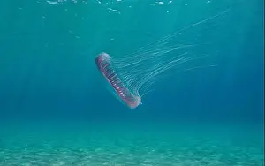 Costa Brava Prints: Jellyfish underwater in the sea (Aequorea forskalea)