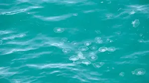 Defocused Prints: Jellyfishes on the surface of sea. Sea jellyfishes blue concept background