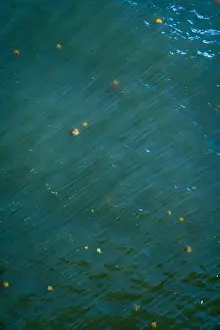 River Ecosystem Prints: jellyfishes swimming in the water