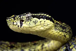 Tree Snake Prints: Jerdon's pit viper (Protobothrops jerdoni xanthomelas)