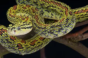 Pitviper Prints: Jerdon's pitviper / Trimeresurus jerdonii xanthomelas