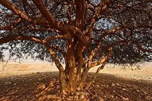 Jericho Balsam tree Balanites Aegyptiaca in the Jordan Valley