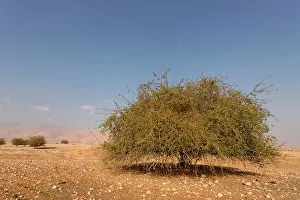 Jericho Balsam tree Balanites Aegyptiaca in the Jordan Valley