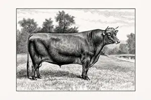 1887 Prints: Jersey Cattle. Antique cattle illustration of a bull from an 1887 livestock book