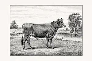 Jersey Cattle. Antique cattle illustration of a bull from an 1887 livestock book
