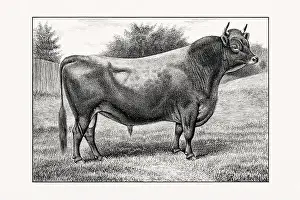 1887 Prints: Jersey Cattle. Antique cattle illustration of a bull from an 1887 livestock book