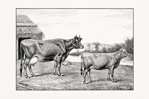 1887 Prints: Jersey Cattle. Vintage cattle illustration from an 1887 livestock book