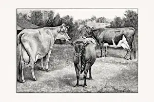 1887 Prints: Jersey Cattle. Vintage cattle illustration from an 1887 livestock book