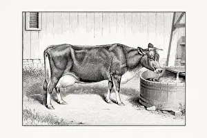 1887 Prints: Jersey Cattle. Vintage cattle illustration of a cow from an 1887 livestock book