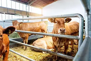 Paddock Prints: Jersey cows in a barn on a livestock farm