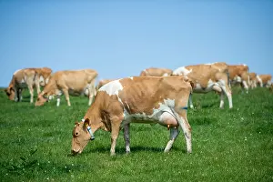 Cows Prints: Jersey dairy cows graze in a green field, Devon