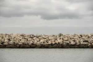 Channel Islands National Park Prints: Jetty and Cloudy Sky In Ventura, California