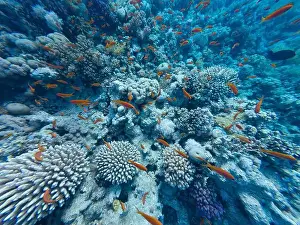 Goldfish Prints: Jewel Fairy Basslet or Red Sea Goldfish at Beacon Rock Reef in Egypt