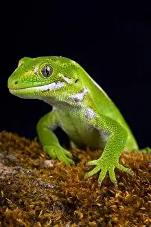 The Jewelled gecko (Naultinus gemmeus) is a native species to the South Island of New Zealand