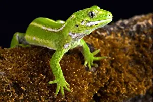 The Jewelled gecko (Naultinus gemmeus) is a native species to the South Island of New Zealand
