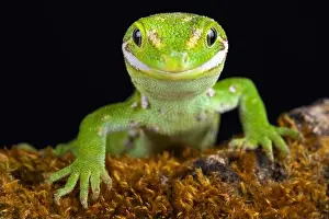 The Jewelled gecko (Naultinus gemmeus) is a native species to the South Island of New Zealand