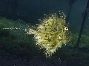 Bays Prints: A jewellery filefish (Chaetodermis penicilligerus)