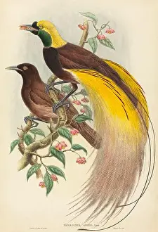 Nature Study Prints: John Gould and W Hart, Bird of Paradise (Paradisea apoda)