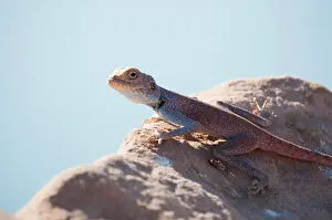 Cold Blooded Prints: Jordan: a Sinai agama, the blue lizard