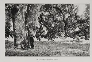 The Joseph Hooker Oak [ Hooker Oak was an extremely large valley oak tree (Quercus lobata) in Chico