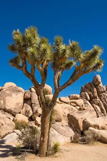Natural World Prints: Joshua trees, yucca palm, tree yucca