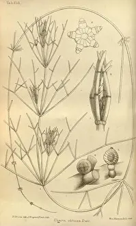 Slender Prints: Journal of botany, British and foreign