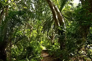 Jozani Forest National Park is a tiny remnant of the tropical woodlands that once covered all of Zanzibar Island, now virtually gone along with many e