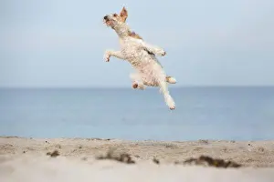 Clouded Prints: jumping Fox Terrier