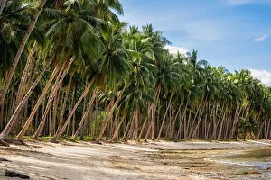 Palawan Prints: Jungle with palm trees on Coconut Beach in Port Barton, Palawan, Philippines