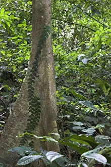 Jungle vegetation plants tropical log climbing plant Costa Rica Puntarenas can Brazos Corcovado national-park