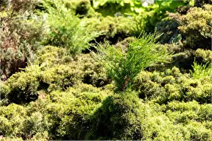 Coniferous Prints: Juniper sprout in the thickets