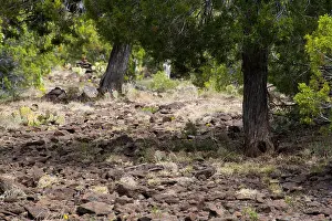 Cairn Prints: Juniper trees along the Arizona Trail between Whiterock Mesa and Hardscrabble Mesa