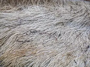 Tonga Prints: A just dead grey whale baleen detail close up