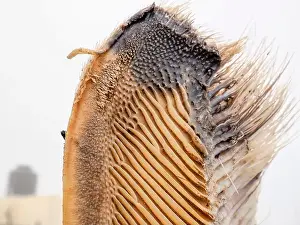 Tonga Prints: A just dead grey whale baleen detail close up