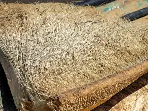 Tonga Prints: A just dead grey whale baleen detail close up