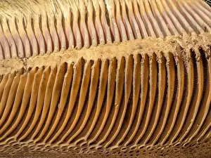 Tonga Prints: A just dead grey whale baleen detail close up