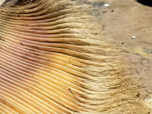 Tonga Prints: A just dead grey whale baleen detail close up