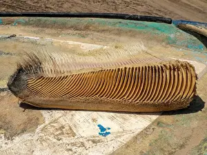 Tonga Prints: A just dead grey whale baleen detail close up