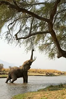 Zimbabwe Prints: Juvenile African Elephant reaching up to tree whilst in Zambezi river