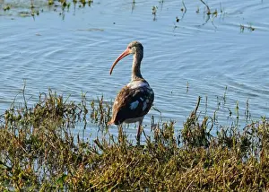 White Plumage Prints: Juvenile American White Ibis
