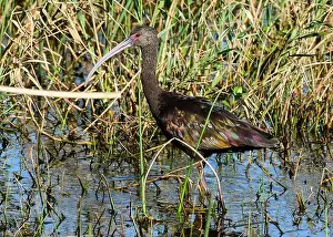 White Plumage Prints: Juvenile American White Ibis