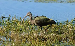 White Plumage Prints: Juvenile American White Ibis