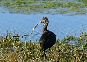 White Plumage Prints: Juvenile American White Ibis