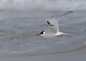 British Wildlife Prints: Juvenile Arctic tern on St Ninian's Isle tombolo, Shetland