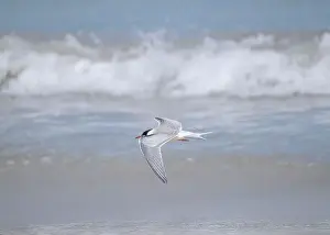 British Wildlife Prints: Juvenile Arctic tern on St Ninian's Isle tombolo, Shetland