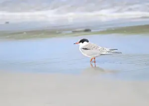British Wildlife Prints: Juvenile Arctic tern on St Ninian's Isle tombolo, Shetland