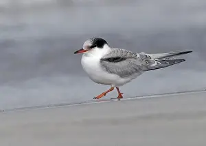 British Wildlife Prints: Juvenile Arctic tern on St Ninian's Isle tombolo, Shetland