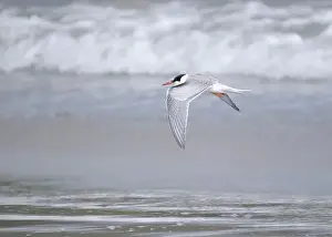 British Wildlife Prints: Juvenile Arctic tern on St Ninian's Isle tombolo, Shetland